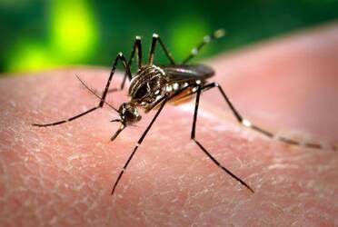 Immagine: Aedes_aegypti_CDC-Gathany